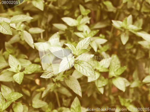 Image of Retro looking Peppermint