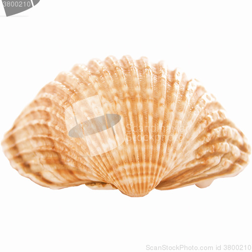 Image of  Shell picture vintage