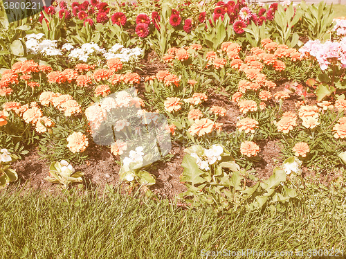 Image of Retro looking Flower garden