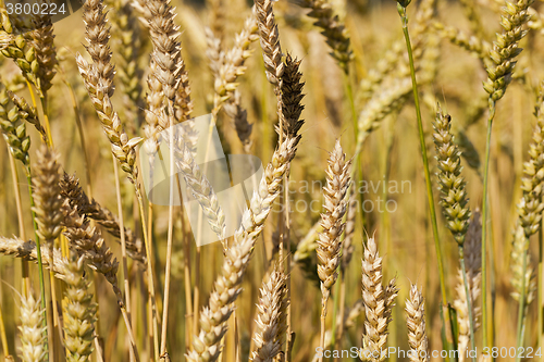 Image of ripened cereals .  close up