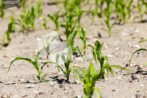 Image of Field with corn  