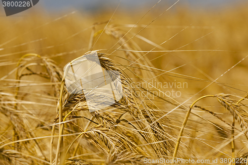 Image of ripened cereals .  close up