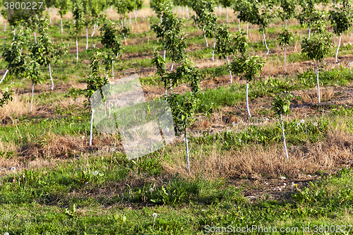 Image of young fruit trees 