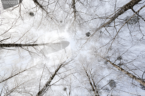 Image of  forest winter season