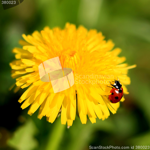 Image of Ladybug on a Yellow Flower