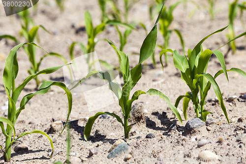 Image of corn field. close-up  