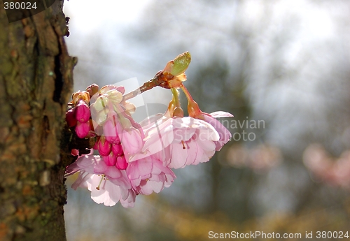 Image of Cherry-Flowers