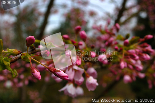 Image of Cherry