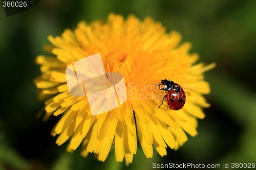 Image of Ladybug on a Yellow Flower