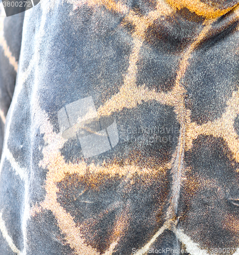 Image of giraffe skin texture