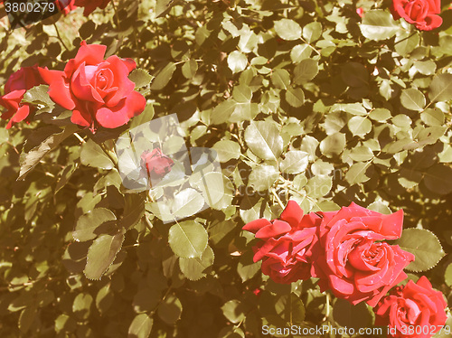 Image of Retro looking Rose picture