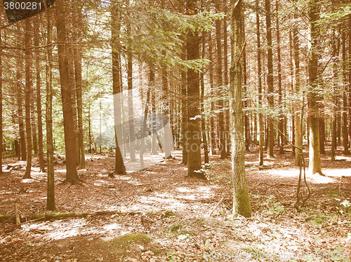 Image of Retro looking Forest of trees