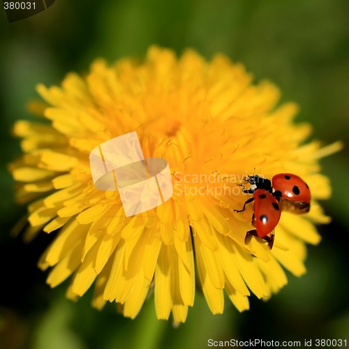 Image of Ladybug on a Yellow Flower