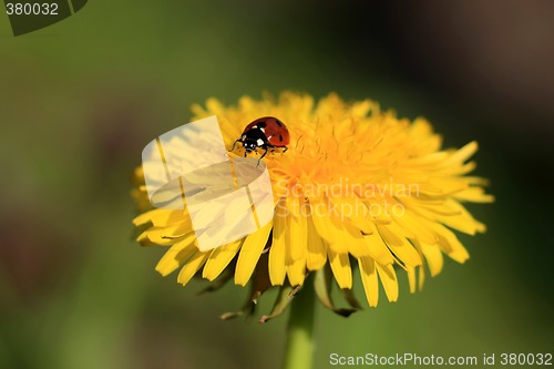 Image of Ladybug on a Yellow Flower