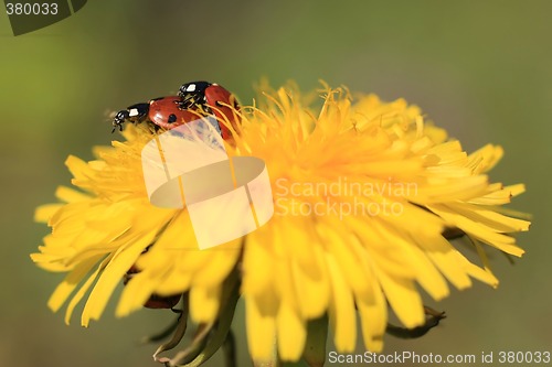 Image of Ladybug on a Yellow Flower