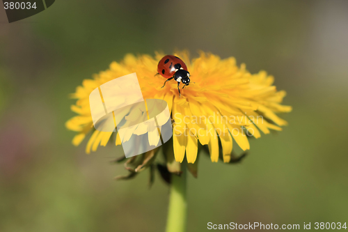 Image of Ladybug on a Yellow Flower