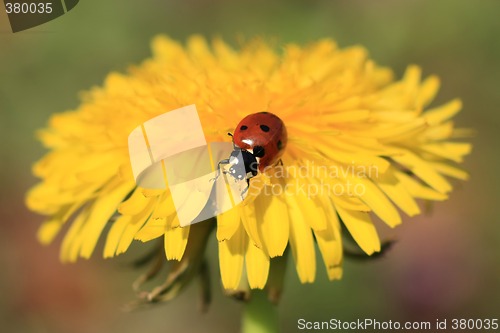 Image of Ladybug on a Yellow Flower