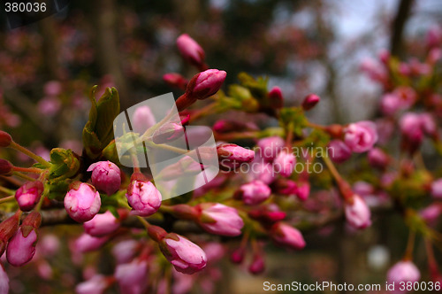 Image of Cherry-Spring
