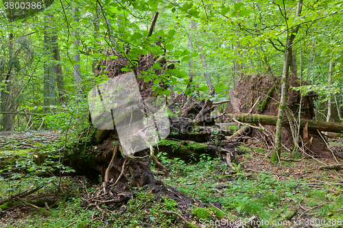 Image of Monumental broken trees lying