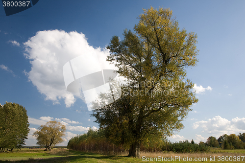 Image of Old Willow tree against blue cloudy sky