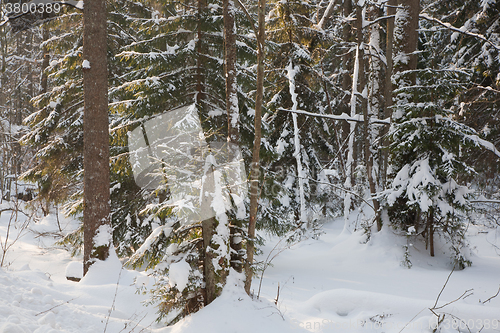 Image of Mixed stand in sunny wintertime morning