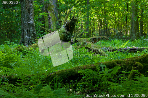 Image of Deciduous stand in summer