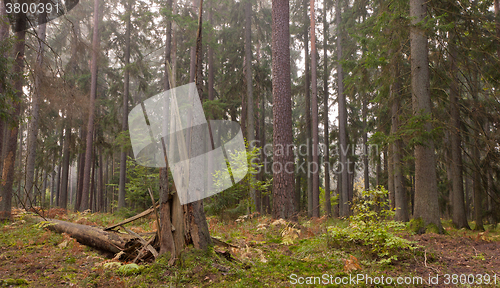 Image of Late summer coniferous stand