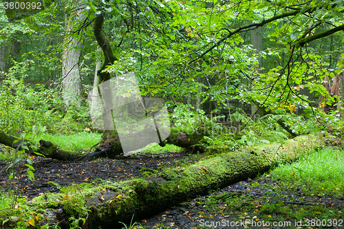 Image of Rich deciduous stand in heavy rain