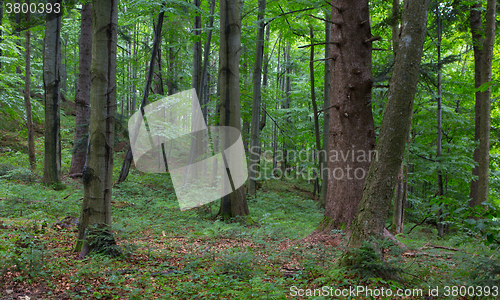 Image of Natural mixed stand of Bieszczady Mountain region