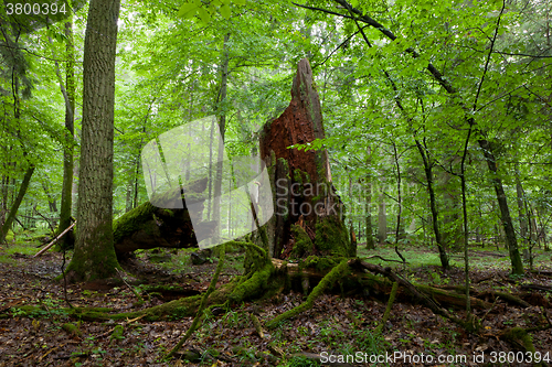Image of Green young hornbeam tree and brokrn oak tree trunk