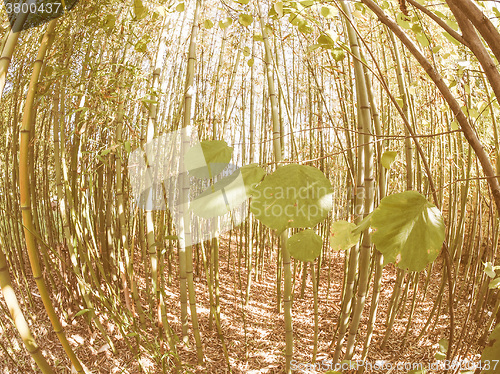 Image of Retro looking Bamboo tree