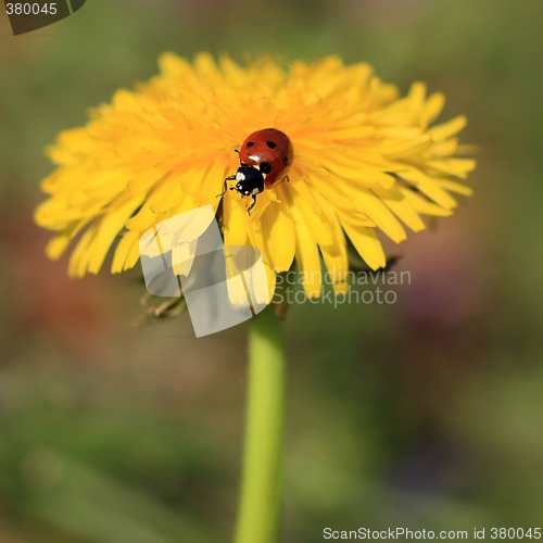 Image of Ladybug on a Yellow Flower