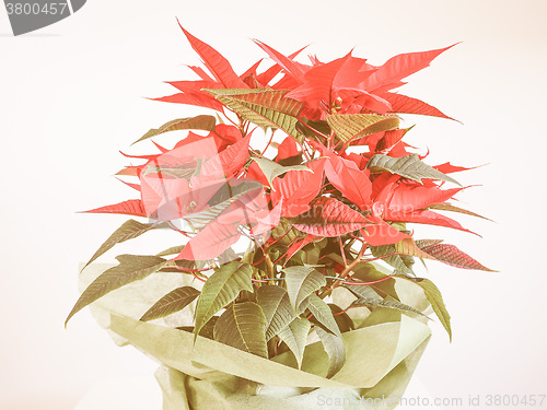 Image of Retro looking Poinsettia Christmas star