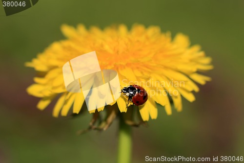 Image of Ladybug on a Yellow Flower