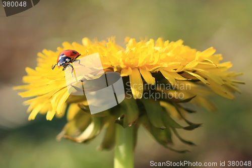 Image of Ladybug on a Yellow Flower