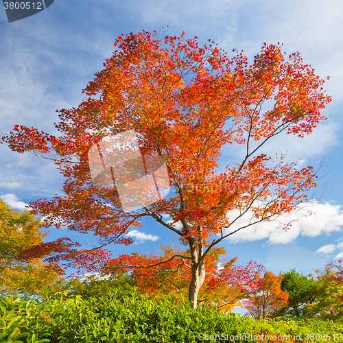 Image of Colorful autunm tree.