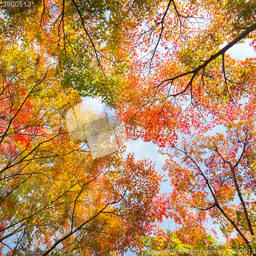 Image of Colorful autunm treetops.