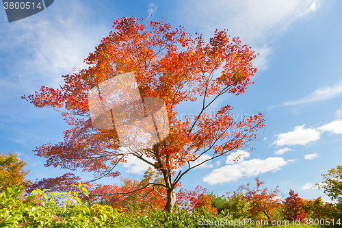 Image of Colorful autunm tree.