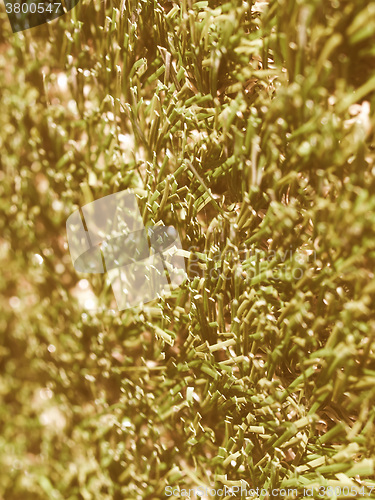 Image of  Artificial grass vintage