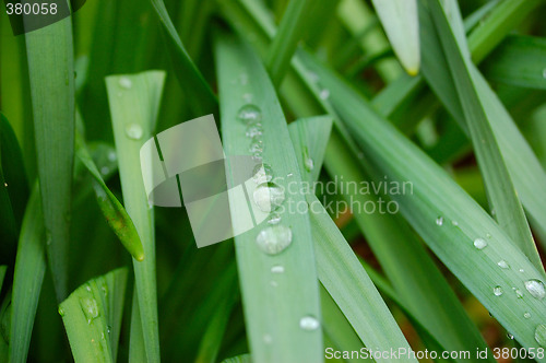 Image of Water Trops