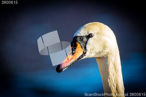 Image of Mute Swan (Knopsvane)