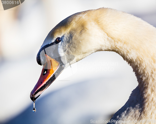 Image of Mute Swan (Knopsvane)