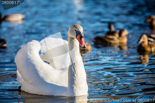 Image of Mute Swan (Knopsvane)