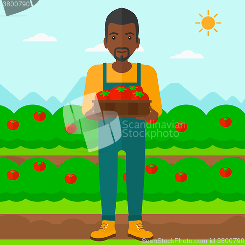 Image of Farmer collecting tomatos.