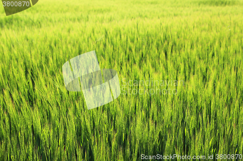 Image of Background of Green Barley 