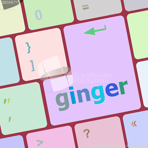 Image of ginger word on keyboard key, notebook computer button vector illustration