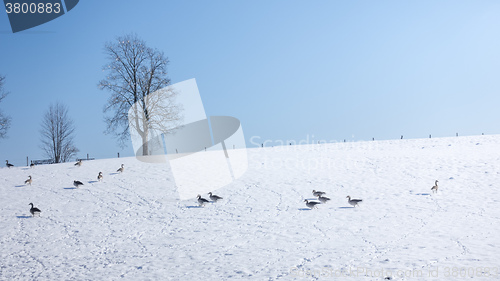 Image of Geese winter scenery