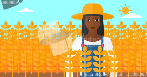 Image of Man in wheat field.