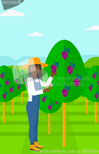 Image of Farmer collecting grapes.