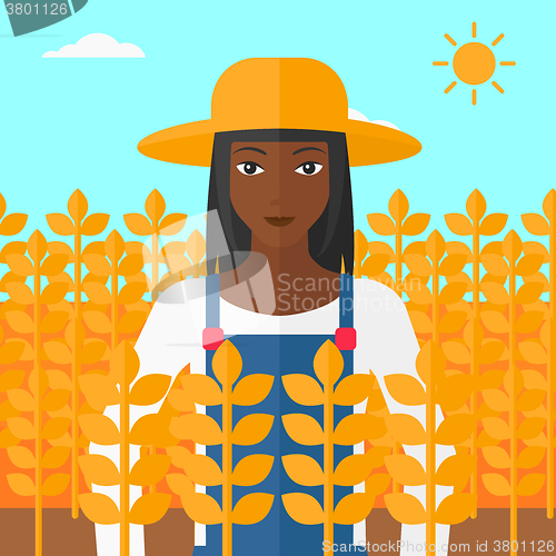 Image of Man in wheat field.